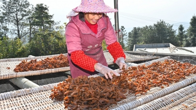 番薯干晒出甜蜜致富路！平远县仁居镇古丁村壮大优势特色产业